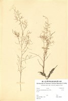 藏品(天門冬)的圖片